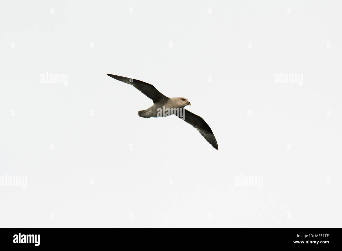 Northern Eissturmvogel über der Barentssee in der Nähe von Bear Island fliegen. Ein Eissturmvogel fliegt über der Barentssee in der Nähe der Bäreninsel. Stockfoto