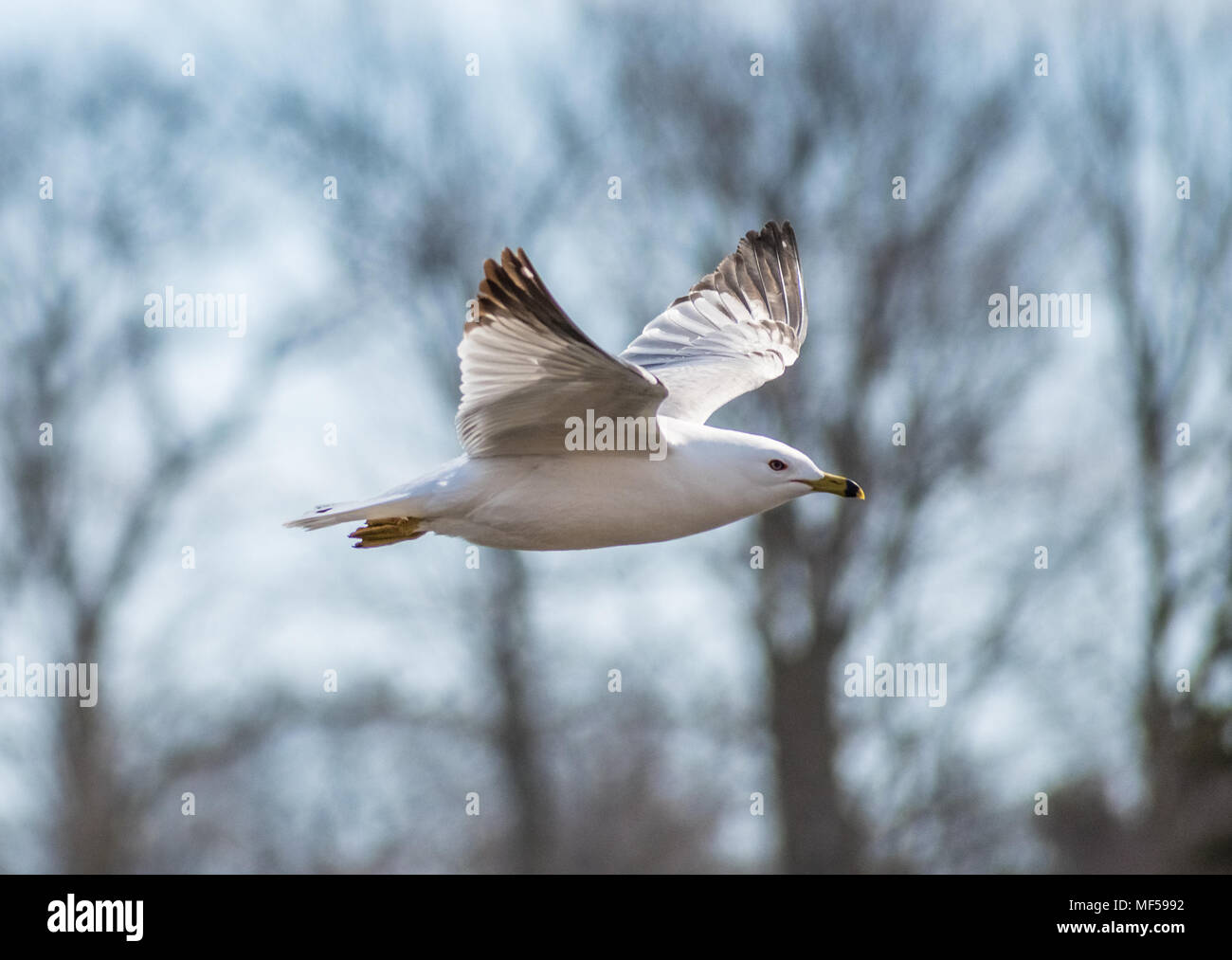 Möwe Vogel Stockfoto