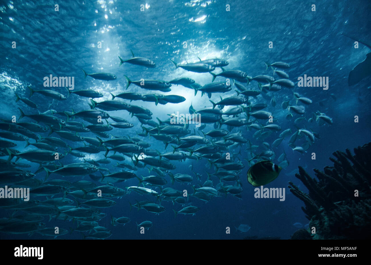 Portugal, Lissabon, Oceanario de Lisboa, Schule der Fische Stockfoto