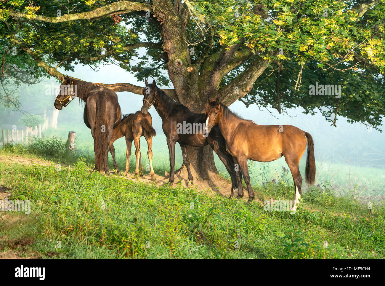 Pferde im Schatten ruhen - in Ohio schönen Amish Country. Holmes County. Stockfoto