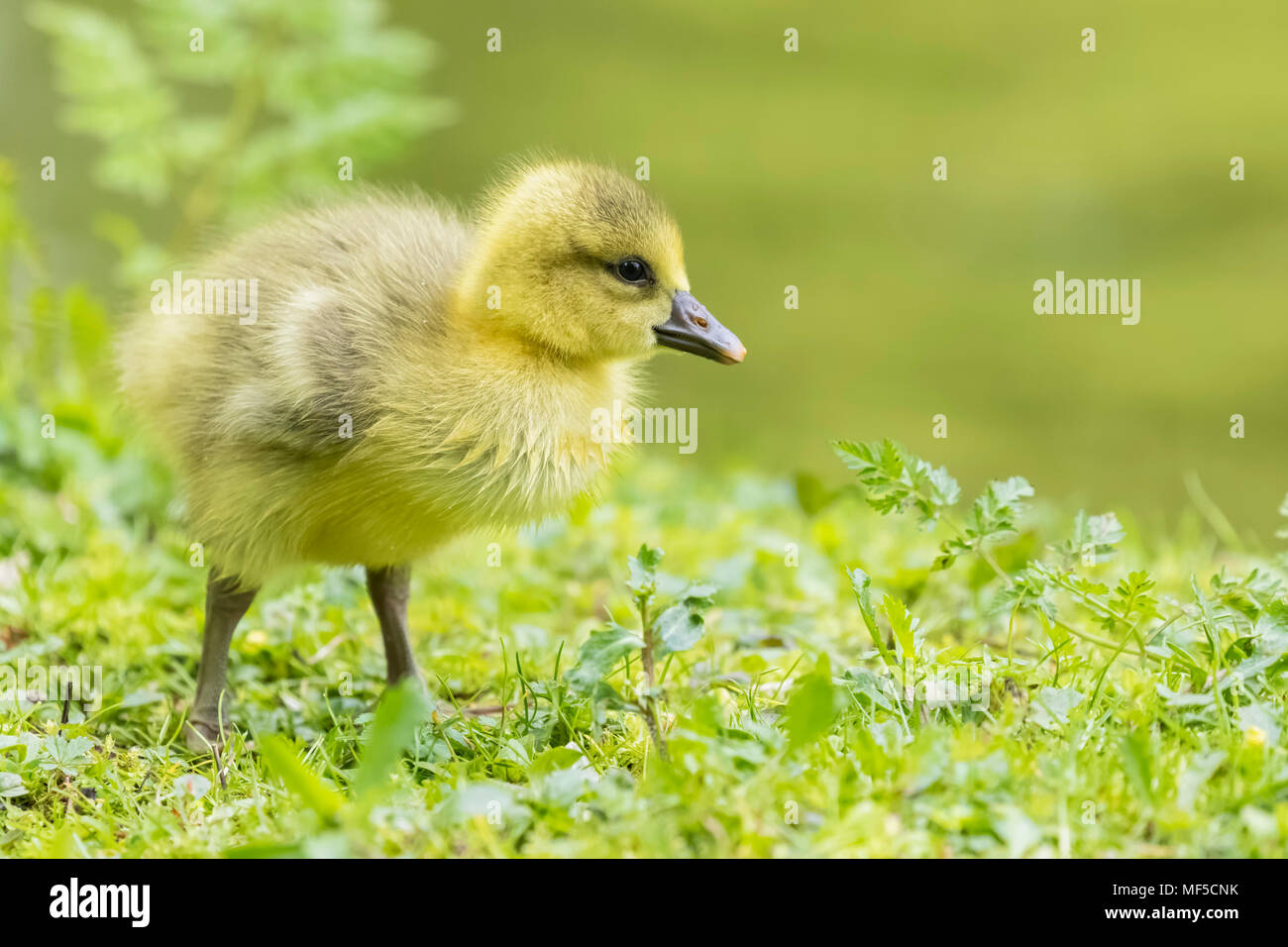 Gosling über Kanada Gans auf einer Wiese Stockfoto