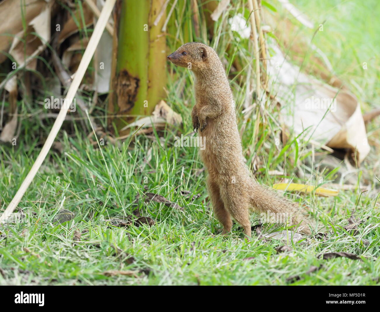 Der Mungo. Die ursprünglich aus Südostasien, Java mongoose wurde in der Kleinen Antillen um 1870 eingeführt, um die Ratte und Schlange, die Bevölkerung zu kontrollieren Stockfoto