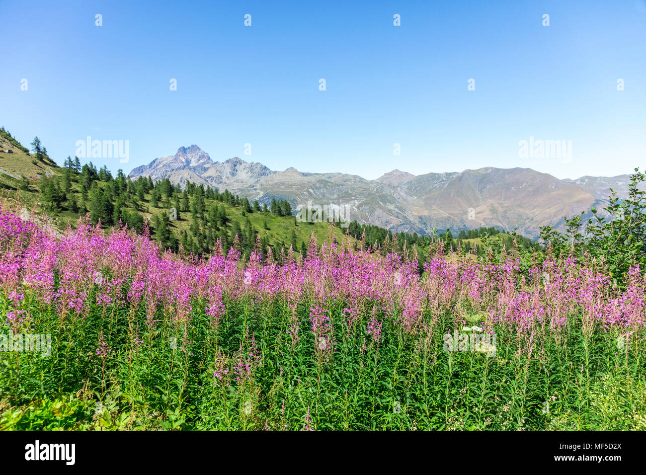 Italien, Piemont, West Alpen, Landschaft und Lavendel in Strada dei Cannoni Stockfoto