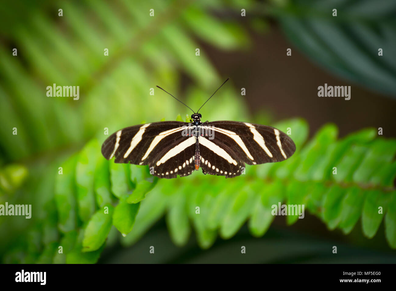 Spanien, Kanarische Inseln, Schmetterling auf Blatt Stockfoto