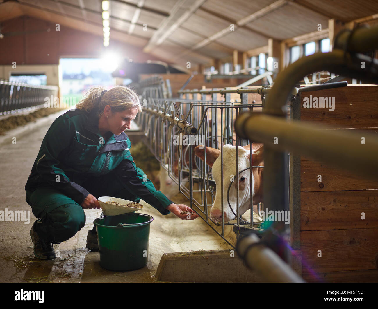 Frau Bauer Fütterung Kalb im Stall auf dem Bauernhof Stockfoto