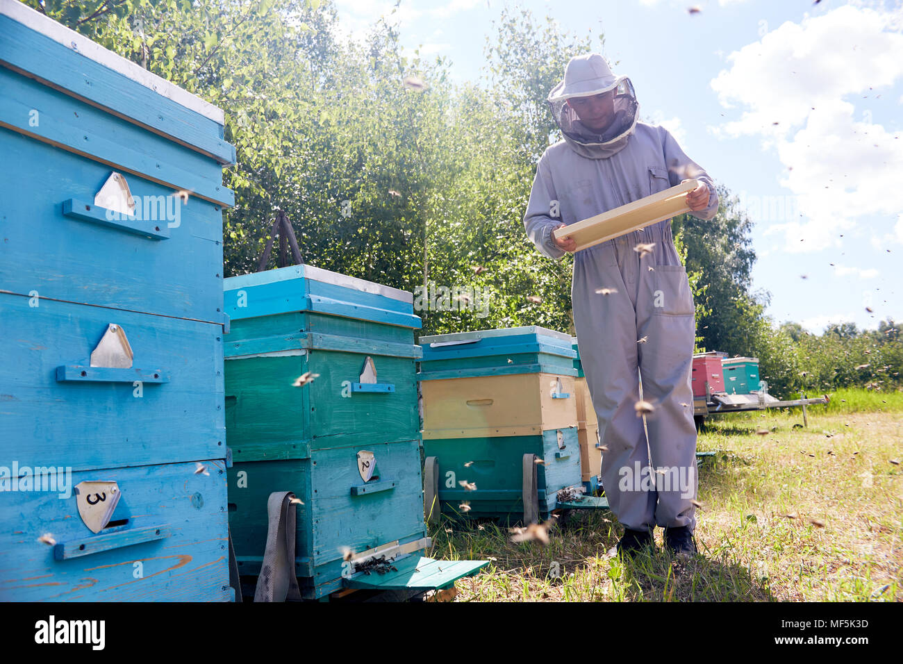 Imker Honig sammeln Stockfoto