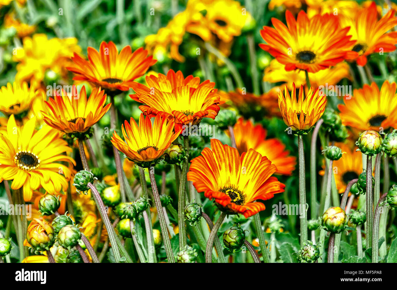 Kapkörbchen (arctotis) - Mit bunten Daisy - wie Blumen Hintergrund Stockfoto