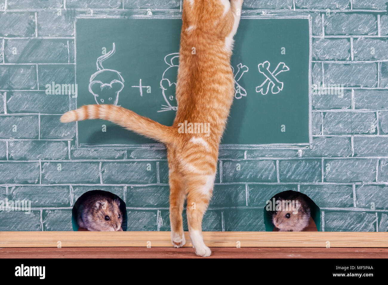 Bildung witz Idee über rote Katze studierte Mathematik Stockfoto