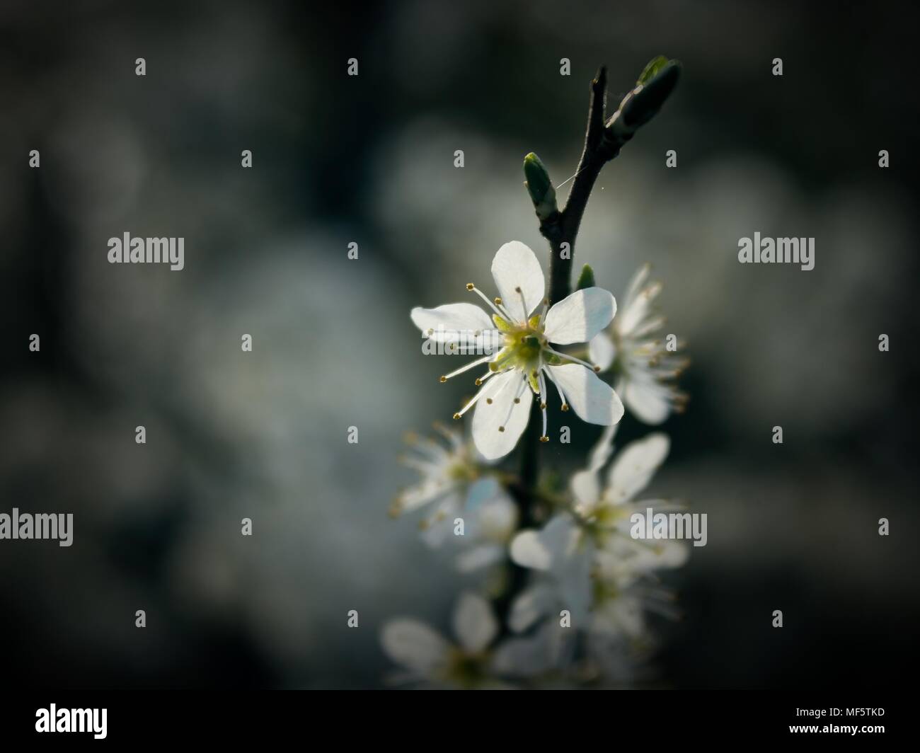 Ich nahm dieses tolle Foto, wenn ich das Licht der Sonne sah, schlug die Blume aus, die sich hinter so hatte ich gerade dieses Bild zu nehmen! Stockfoto