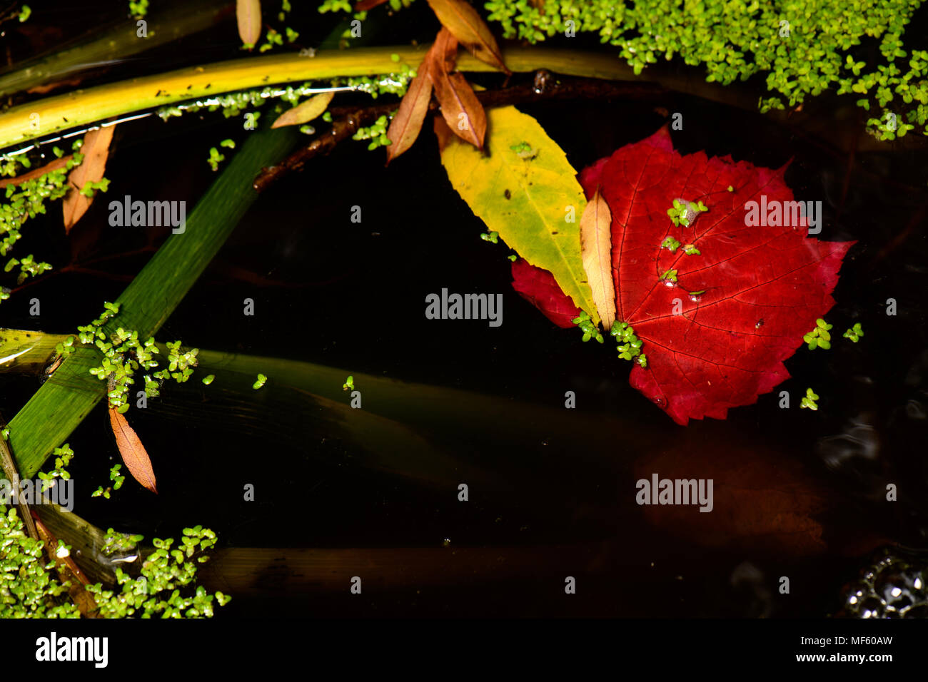 Der Teich sieht im Herbst Stockfoto