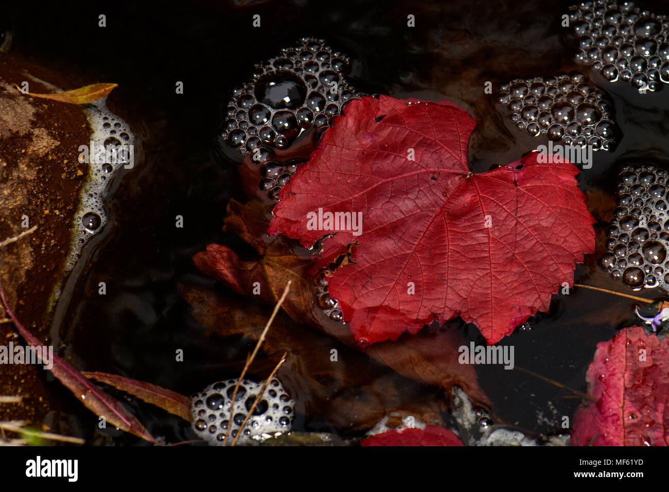 Der Teich sieht im Herbst Stockfoto