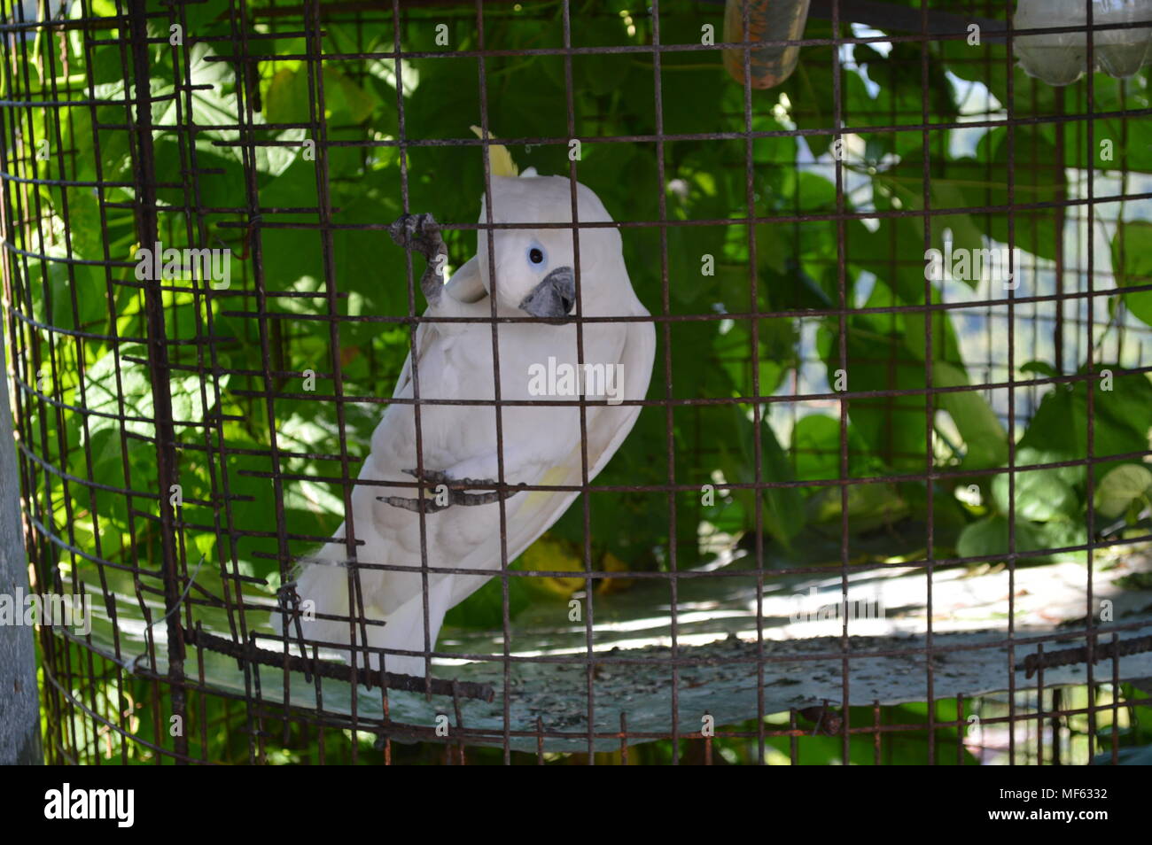 Weiße Papagei im Käfig Stockfoto