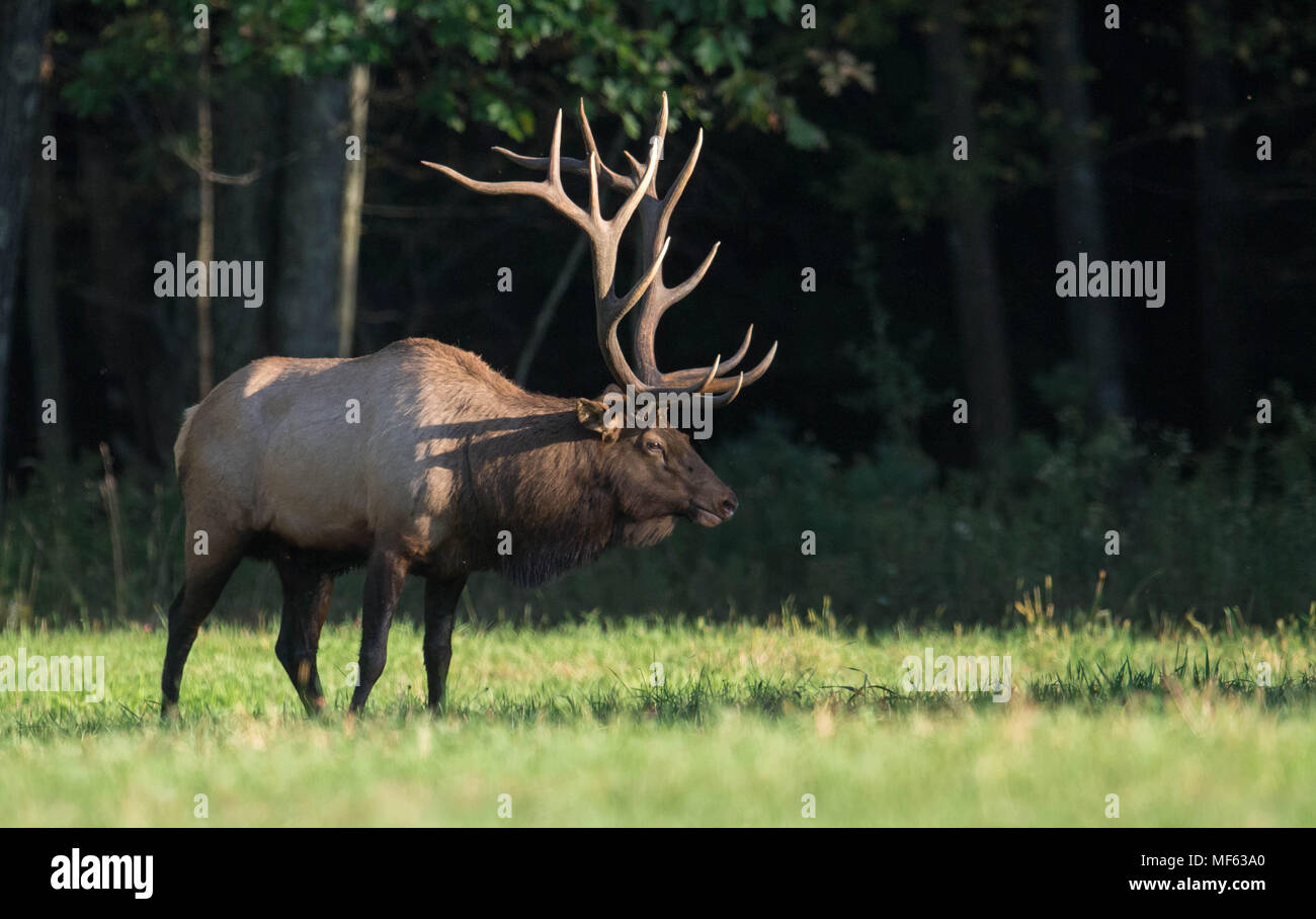 Elch Stockfoto