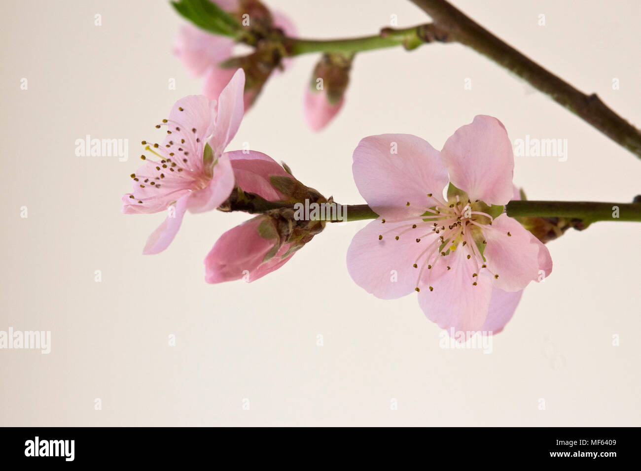 Nectarine Blossom Stockfoto