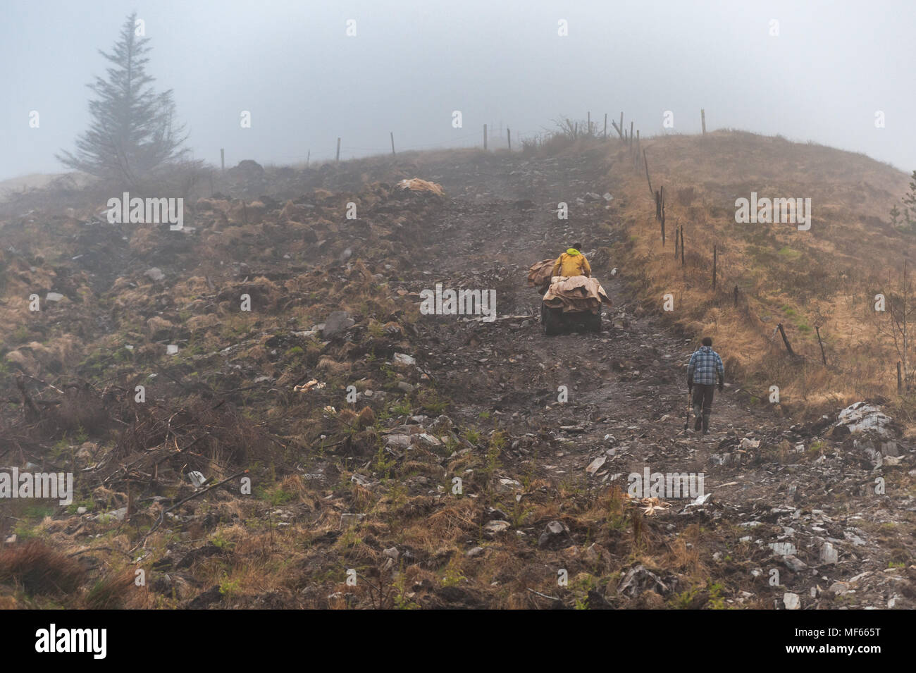 Coilte Subunternehmer fahren mit dem Quad Bike zu, wo Sie die Anpflanzung von Bäumen in einem Wald in Ballydehob, County Cork, Irland mit kopieren. Stockfoto