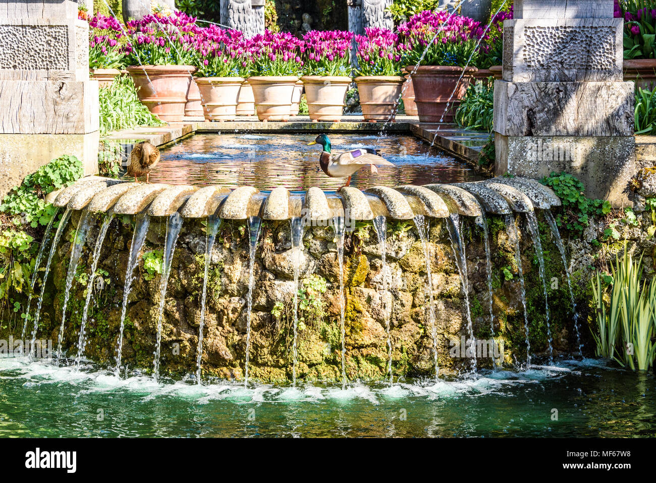 Tulip Festival: eine Stockente posiert vor der riesigen Kochtöpfen massierten von Magenta Tulpen von den Brunnen in den Gärten in Arundel Castle. Foto © Julia C Stockfoto