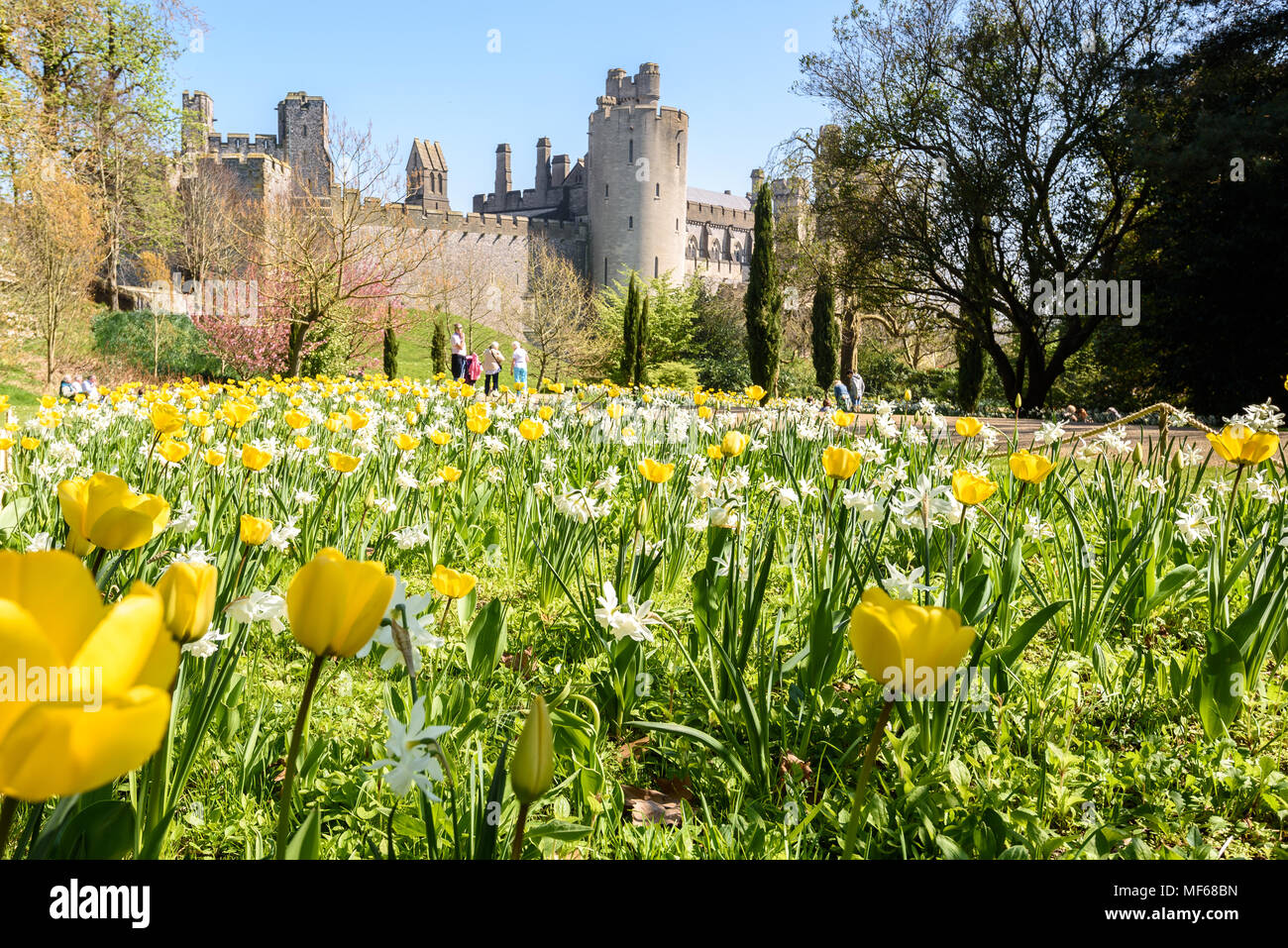 Blick auf eine wilde Pflanzen von Landstriche gelbe und weiße Tulpen das Schloss während der Tulip Festival in Arundel Castle. Foto © Julia Claxton Stockfoto