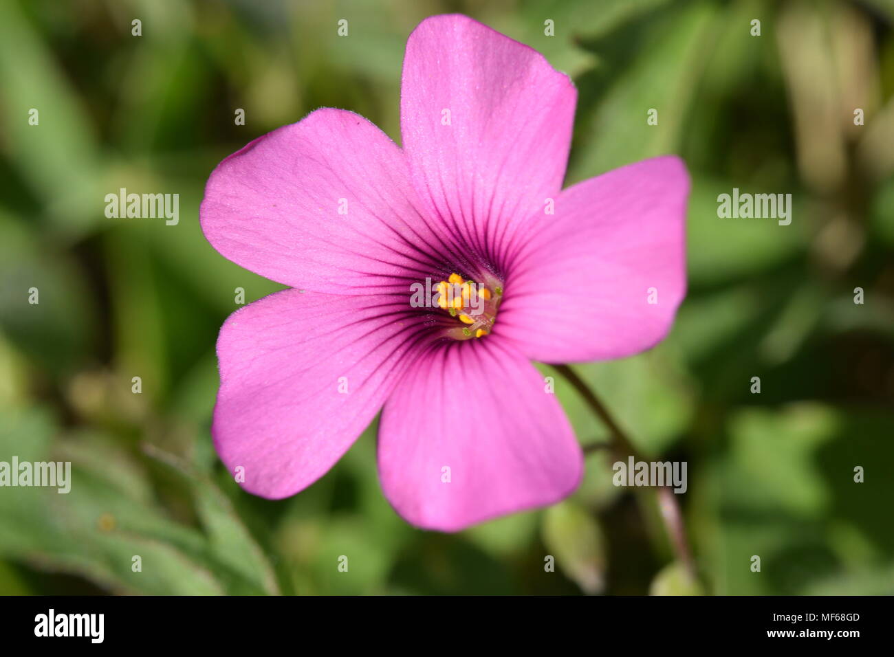 Stupendo fiore rosa Stockfoto