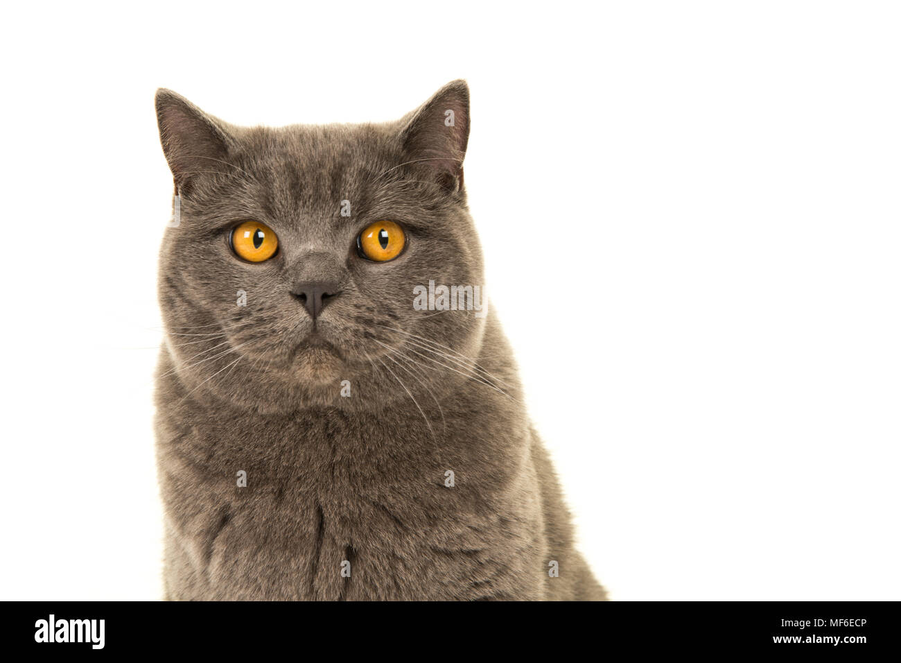 Portrait eines grauen Britisch Kurzhaar Katze in die Kamera schauen mit gelben Augen auf weißem Hintergrund Stockfoto