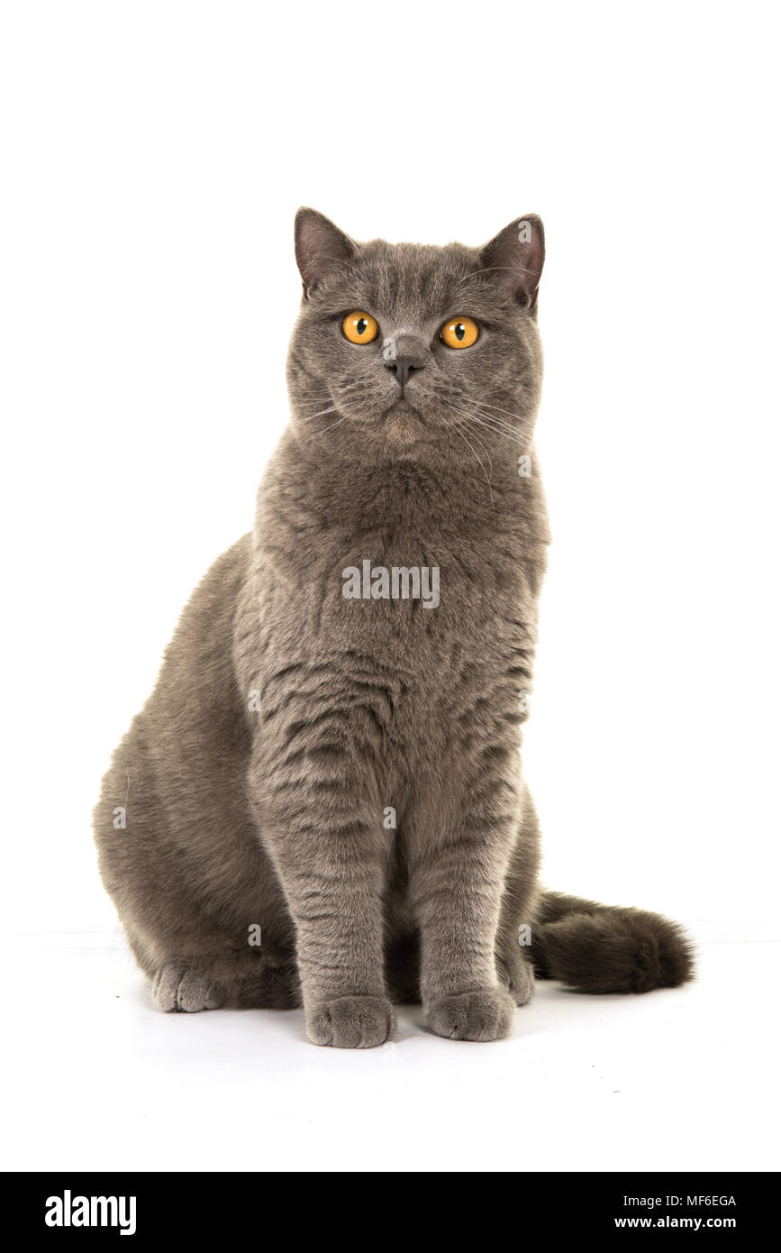 Ziemlich grau Britisch Kurzhaar Katze sitzt auf einem weißen Hintergrund isoliert Stockfoto