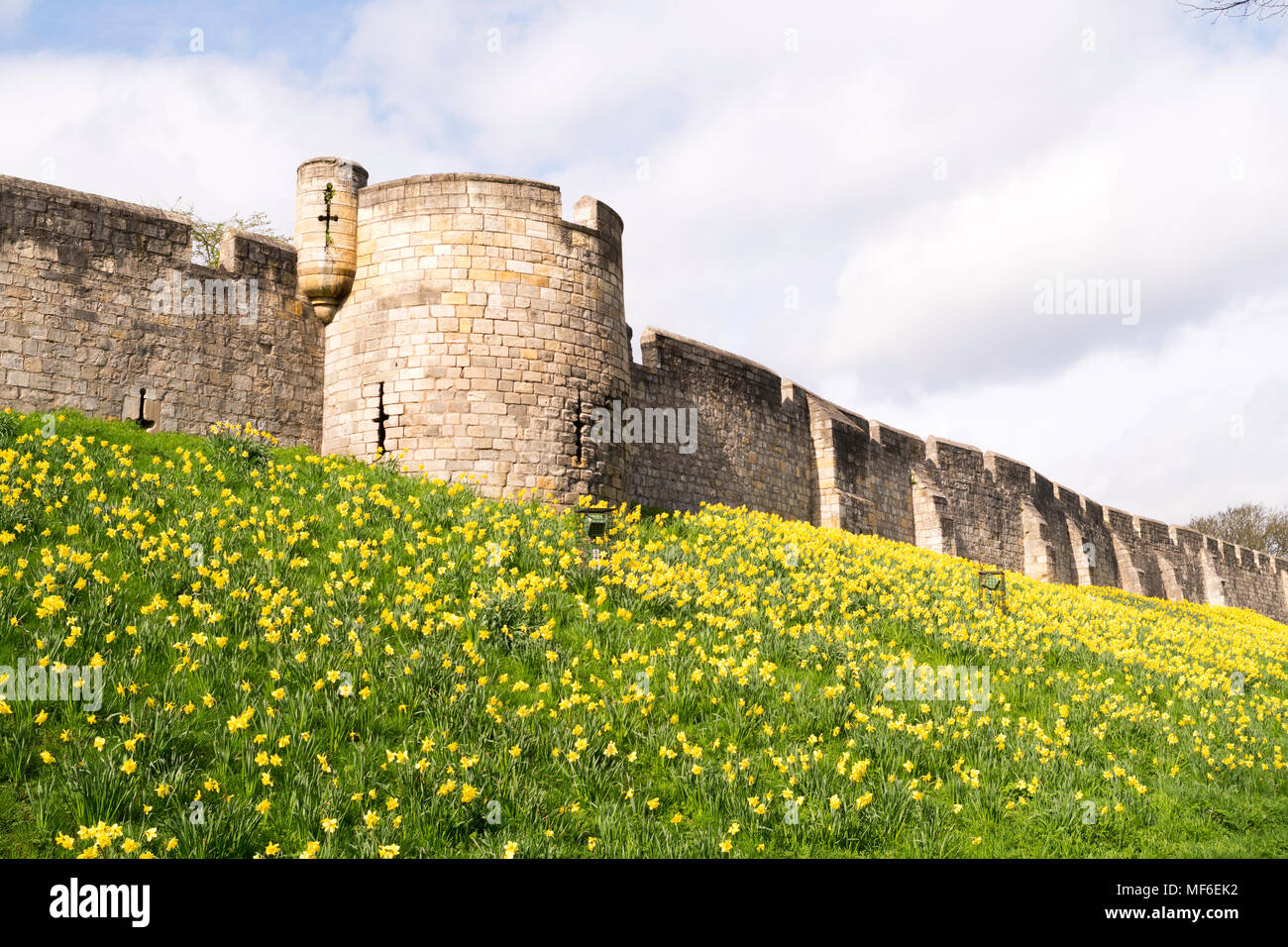 Eine Anzeige der Narzissen unter York Stadtmauer, Yorkshire, England, Großbritannien Stockfoto