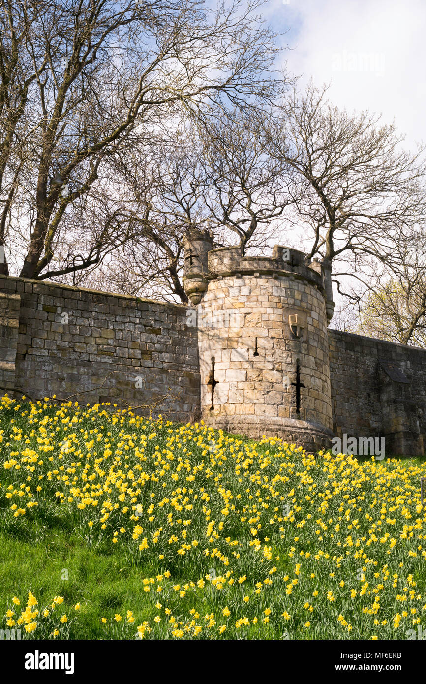 Eine Anzeige der Narzissen unter York Stadtmauer, Yorkshire, England, Großbritannien Stockfoto