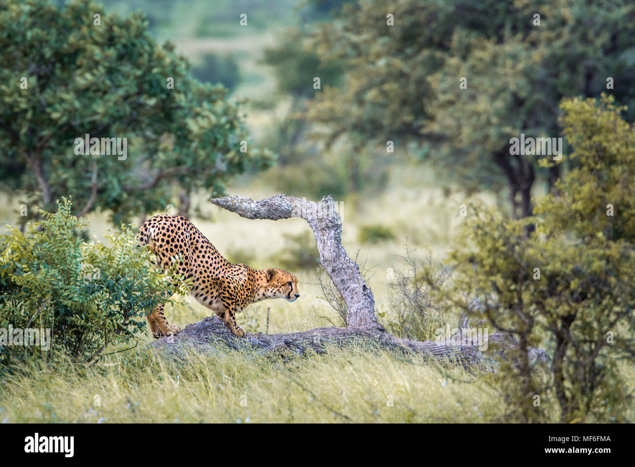 Gepard im Krüger-Nationalpark, Südafrika; Specie Acinonyx Jubatus Familie Felidae Stockfoto