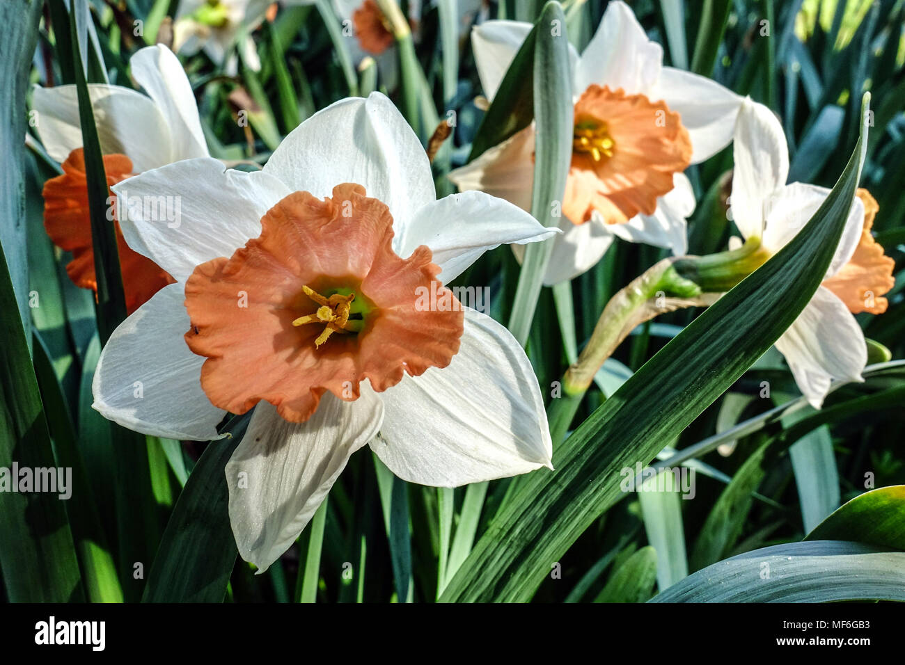 Narzissen, Narzissen Chromacolor, Narzissen große Blüte Stockfoto