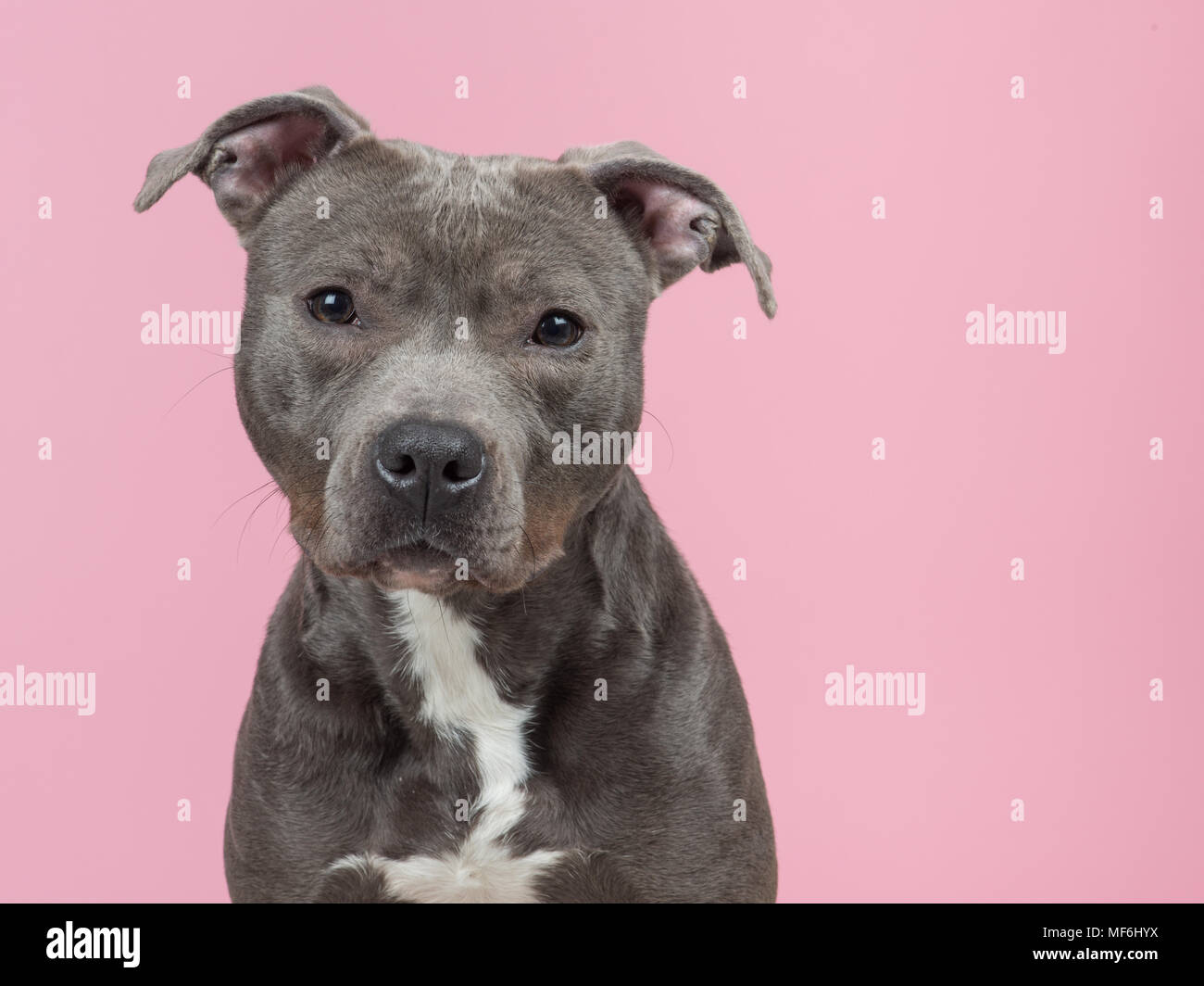 Porträt einer niedlichen grauen Pitbull Terrier Hund suchen an der Kamera auf einem rosa Hintergrund Stockfoto