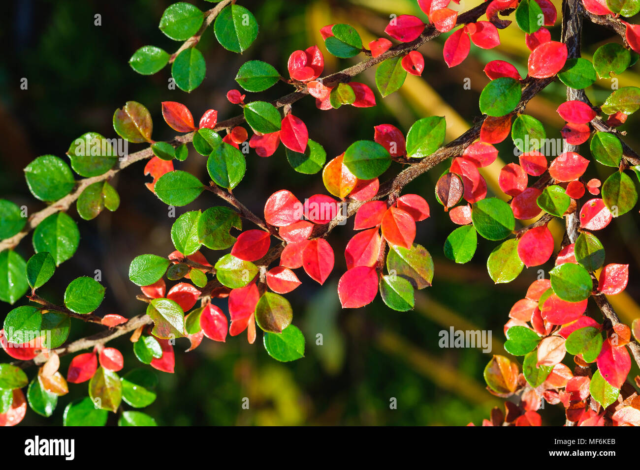 Herbstlich gefärbten Blättern, Rock Cotoneaster (Cotoneaster horizontalis), Isar, Geretsried, Bayern, Deutschland Stockfoto