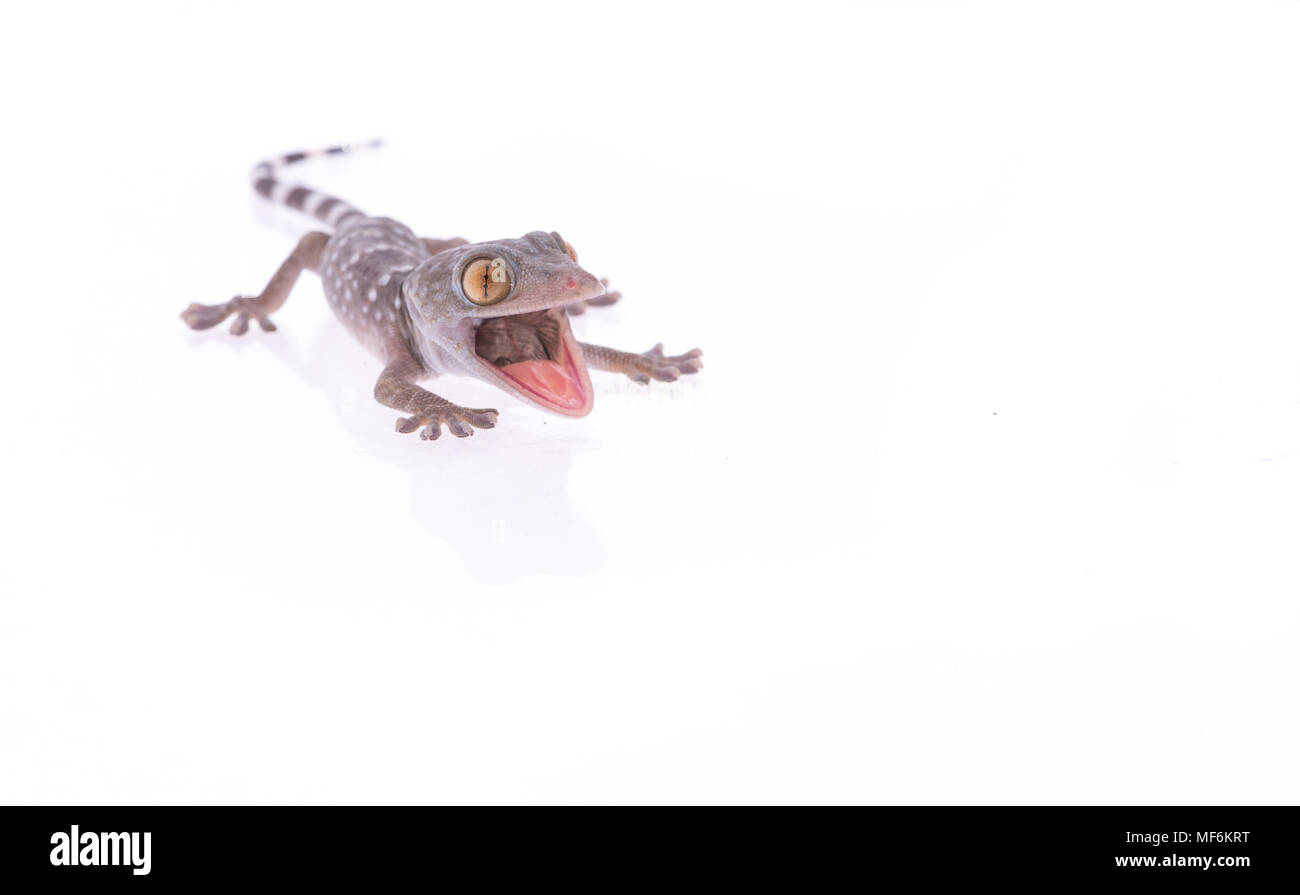 Wütend gecko Eidechse mit offenem Mund isoliert auf weißem Hintergrund Stockfoto