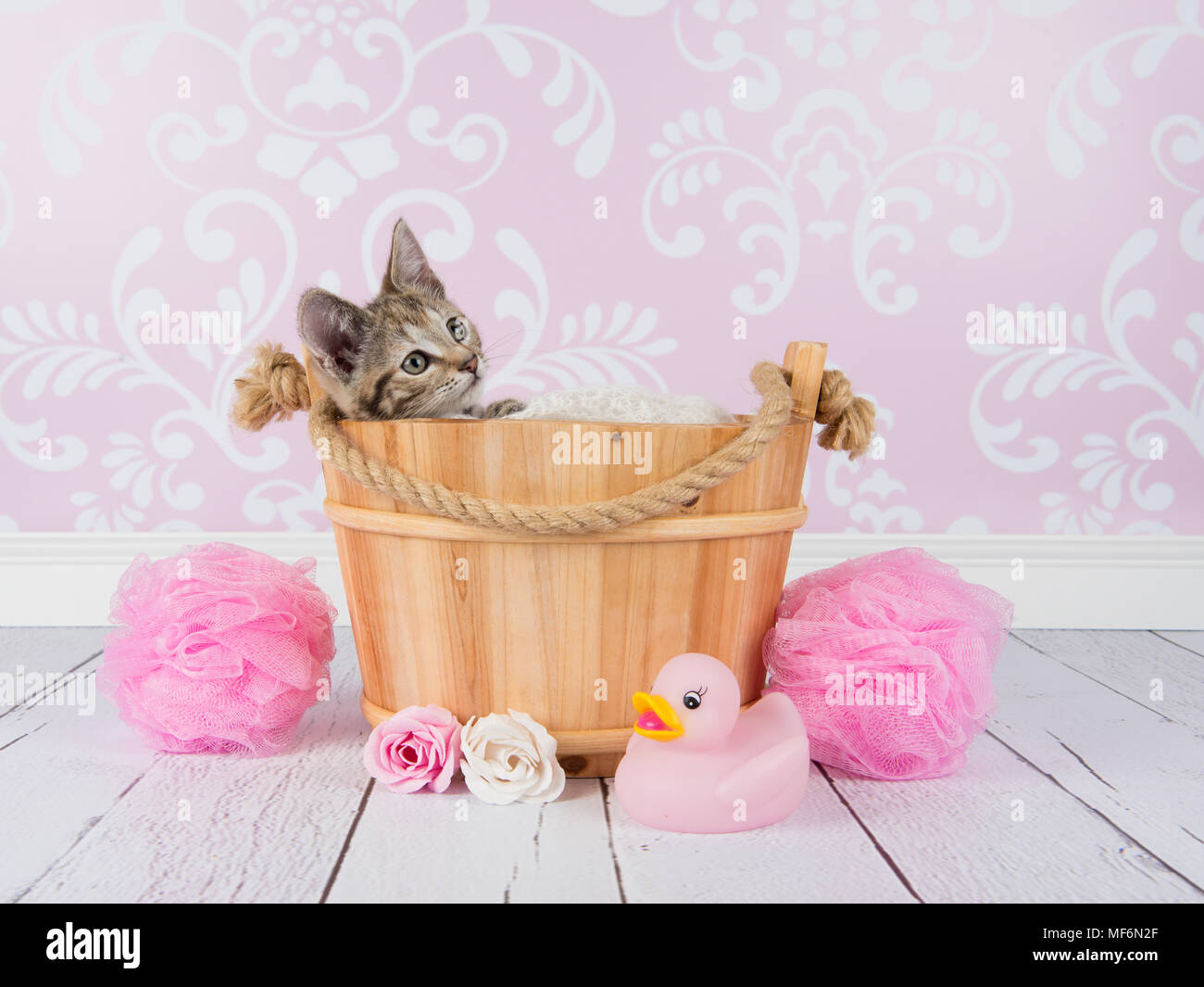 Nette junge tabby Katze in einem Holz- korb in ein Badezimmer Umgebung Stockfoto