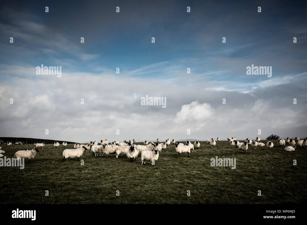 Herde der schwarzen Schafe konfrontiert Stockfoto