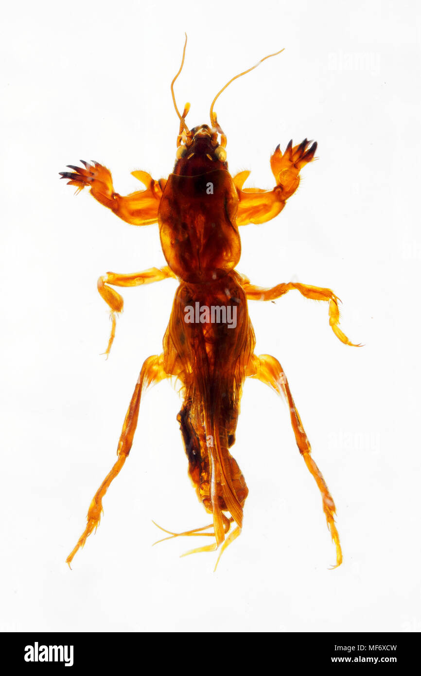 Tropische Maulwurfsgrille - China (70) Stockfoto