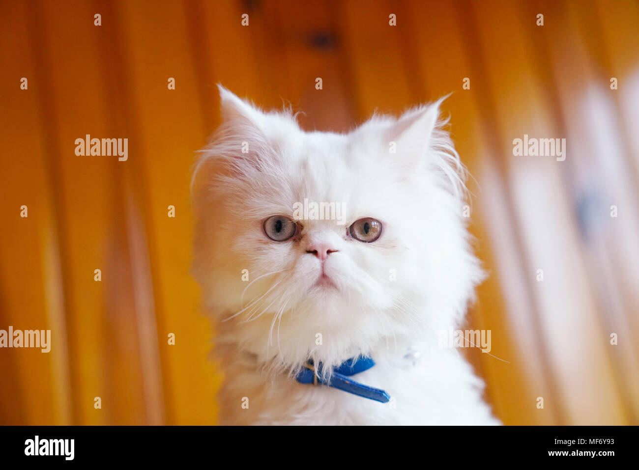 Die Rasse (Persisch und Türkisch Van) weiße Katze sitzt mit blauem Kragen und Suchen mit seltsamen Augen Stockfoto
