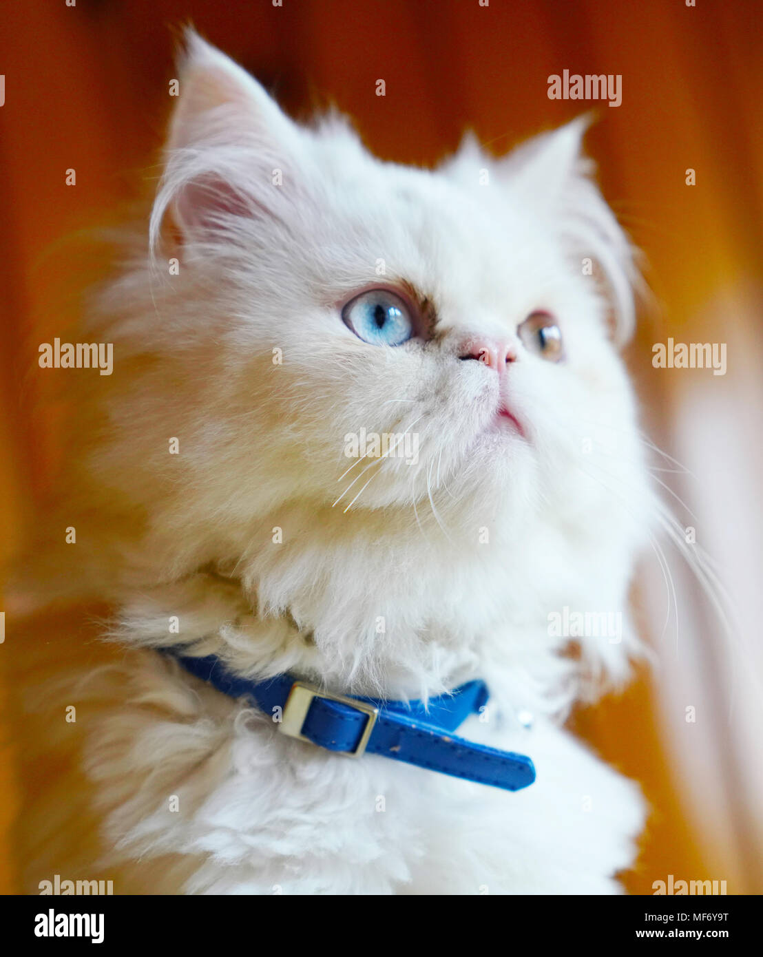 Die Rasse (Persisch und Türkisch Van) weiße Katze sitzt mit blauem Kragen und Suchen mit seltsamen Augen Stockfoto