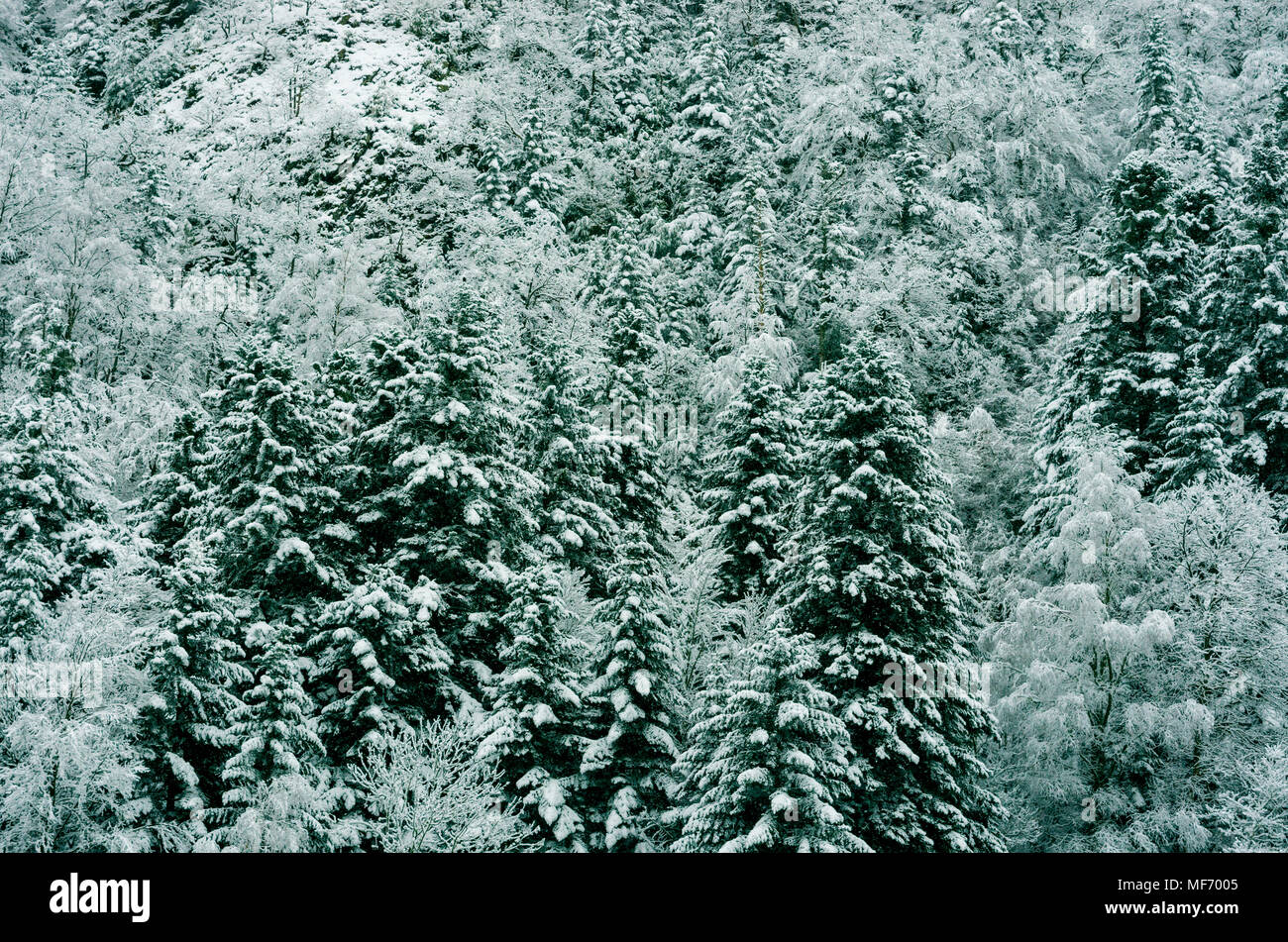 Wald von Snowy White Christmas Bäume, Pyrenäen, Frankreich Stockfoto