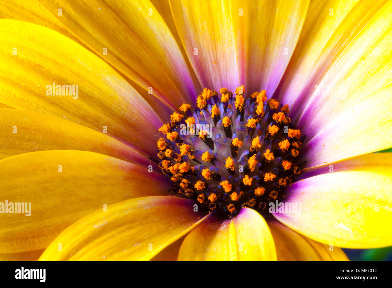 Detail der Gelbe Kap Ringelblume (Dimorphotheca spp. ) Blüte. Es ist auch die Afrikanische daisy genannt. Es ist aus dem südlichen Afrika. Es ist ein Mitglied der La Stockfoto