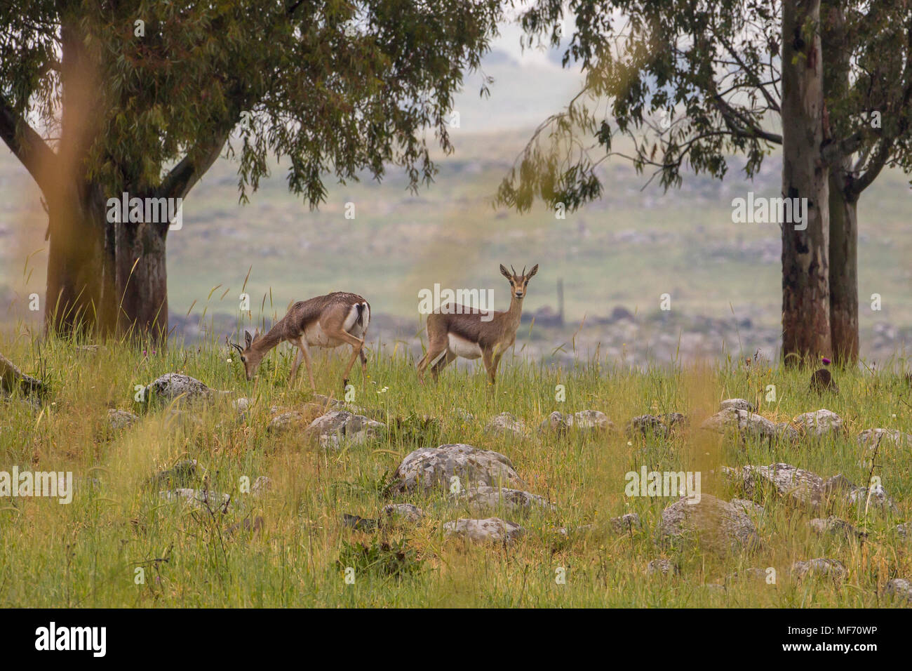 Israelische Berg Gazelle (Gazella gazella Gazella) eine Unterart der gemeinsamen Gazelle (Gazella gazella). Die israelische Gazella ist die häufigste gazell Stockfoto