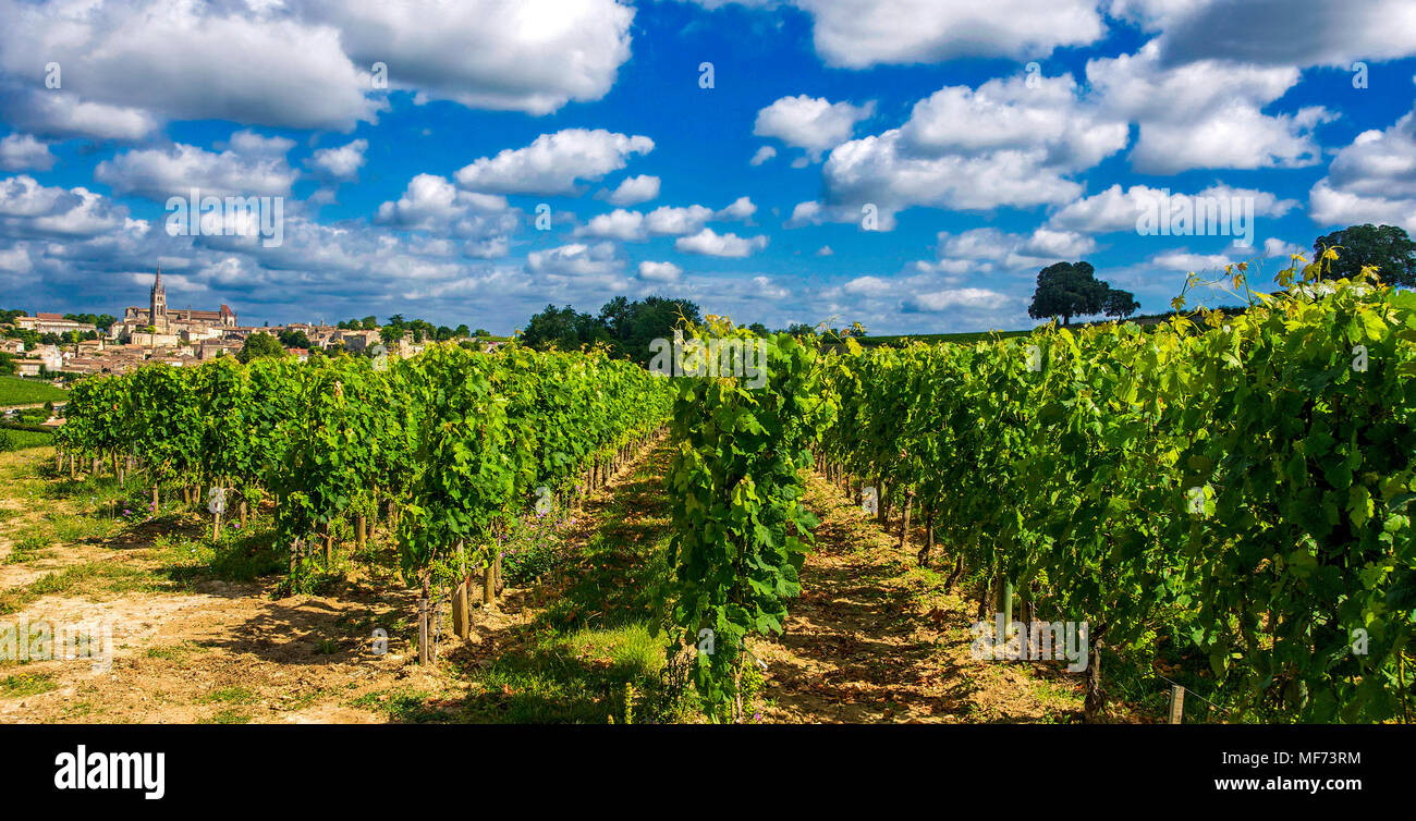 Dorf und Weinberg Saint-Emilion, Gironde, Gironde, Nouvelle Aquitaine, Frankreich, Europa Stockfoto