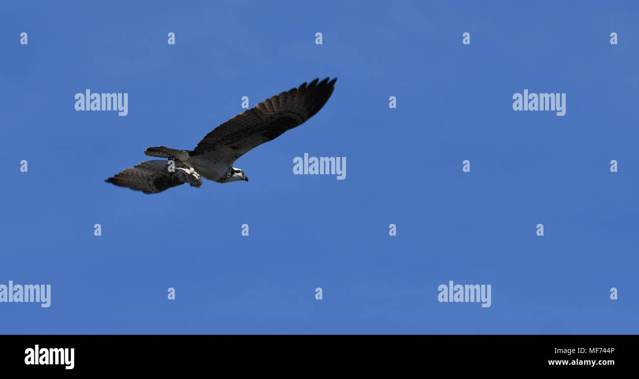 Osprey im Flug mit Fisch in talon Stockfoto
