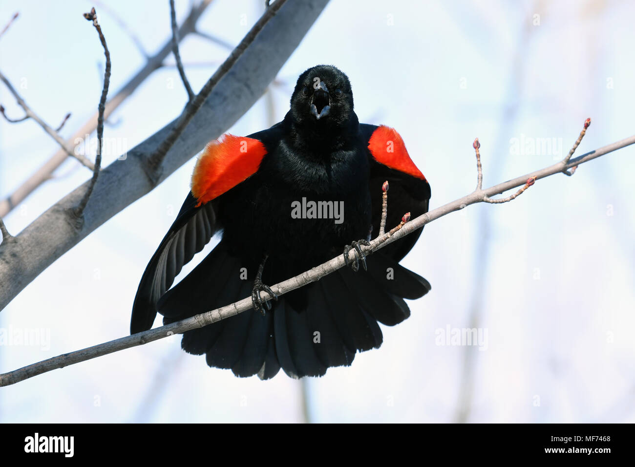 Red Winged Blackbird mit Haltung Stockfoto