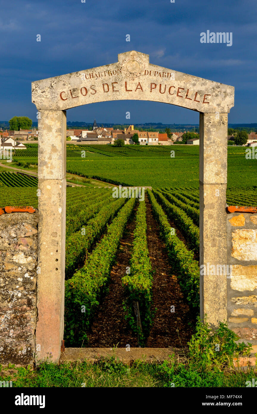 Portal der Clos de la Pucelle, Puligny Montrachet 1er Cru, Cote d'Or, Bourgogne Franche Comte, Frankreich, Europa Stockfoto