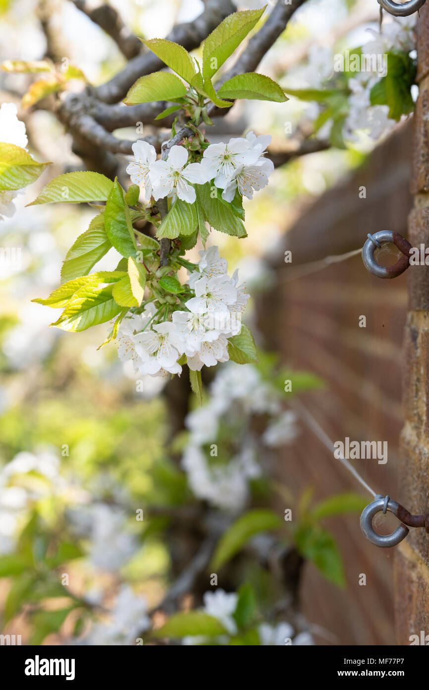 Prunus Avium. Sunburst Kirschblüte im RHS Wisley Gardens, Surrey, England Stockfoto