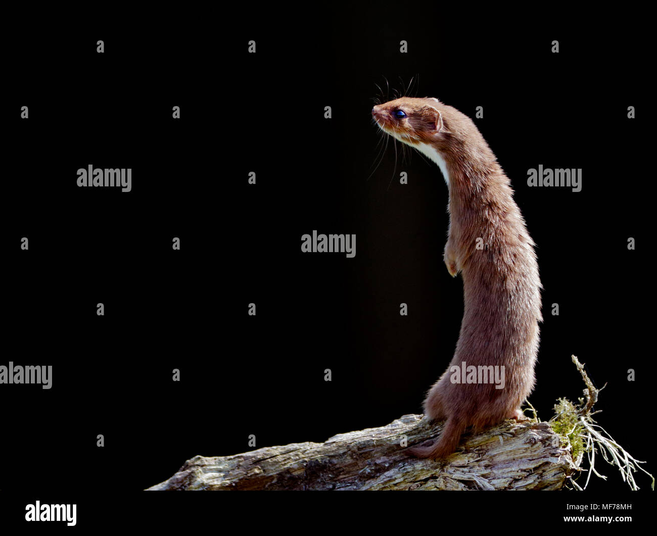 Eurasischen Weasel/mindestens Wiesel (Mustela nivalis), UK Stockfoto