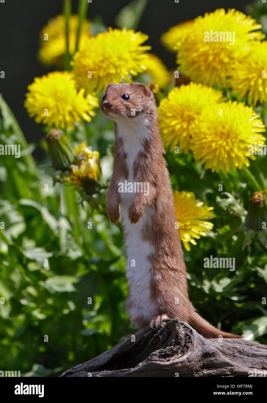 Eurasischen Weasel/mindestens Wiesel (Mustela nivalis), UK Stockfoto