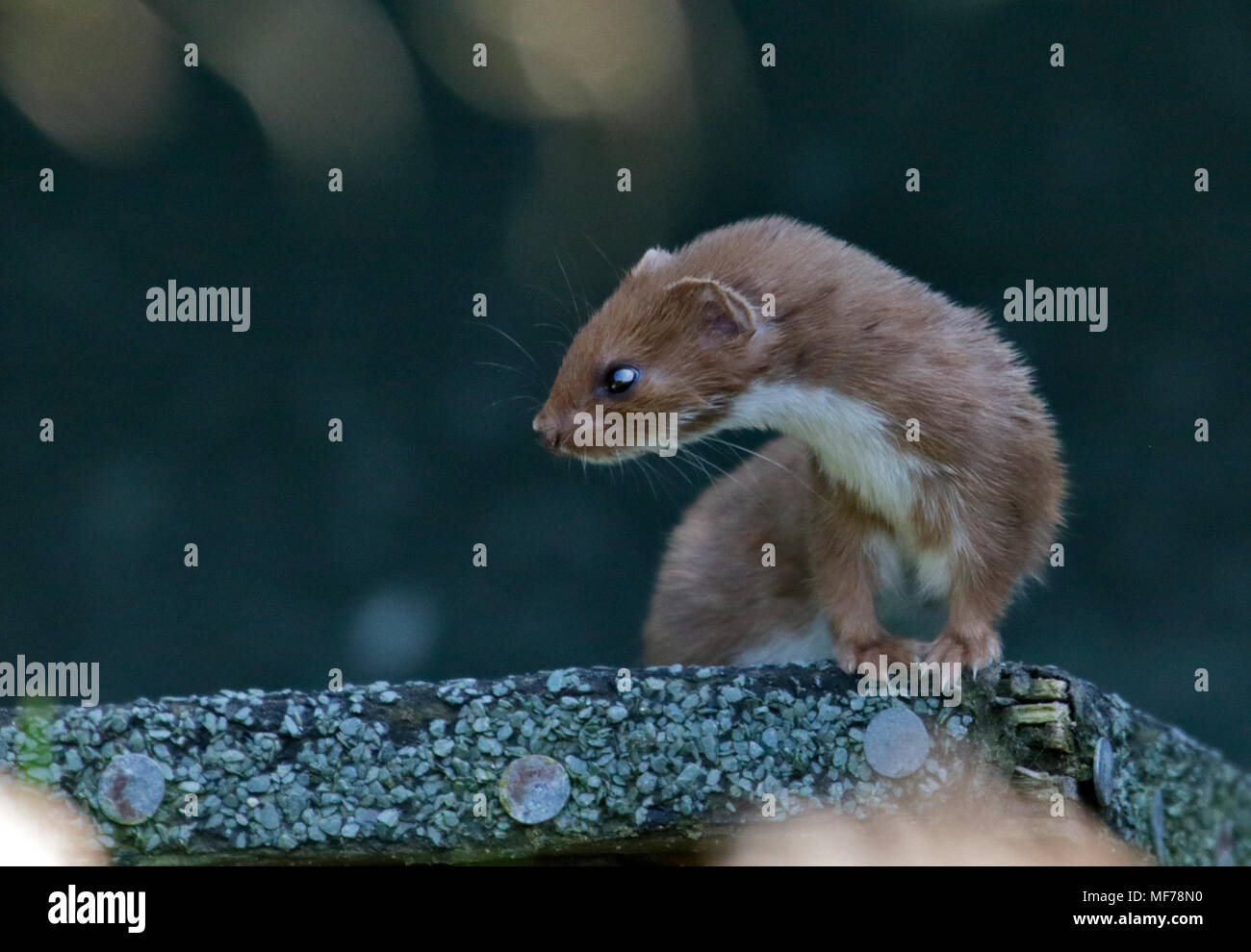 Eurasischen Weasel/mindestens Wiesel (Mustela nivalis), UK Stockfoto