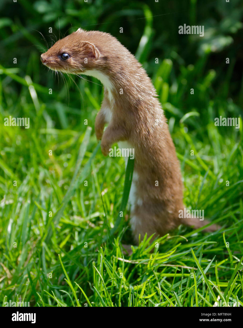 Eurasischen Weasel/mindestens Wiesel (Mustela nivalis), UK Stockfoto