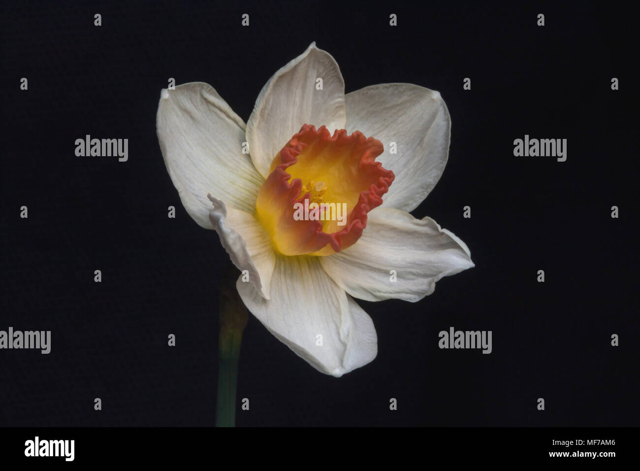 Blüte von einem weißen gelbe Narzisse Stockfoto