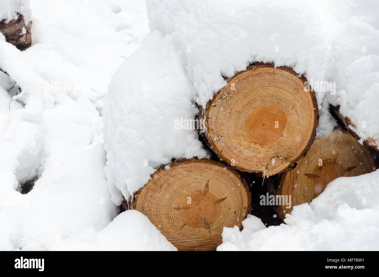 In der Nähe von Pile der schneebedeckten Holz Protokolle unter einer dicken Schneedecke Stockfoto